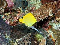 Longnose Butterflyfish Pacific